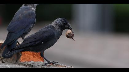 Küçük karga » Western Jackdaw » Coloeus monedula