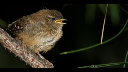 Çitkuşu » Eurasian Wren » Troglodytes troglodytes