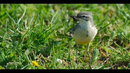 Sarı kuyruksallayan » Western Yellow Wagtail » Motacilla flava