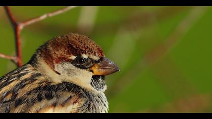 Söğüt serçesi » Spanish Sparrow » Passer hispaniolensis