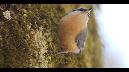 Sıvacı » Eurasian Nuthatch » Sitta europaea