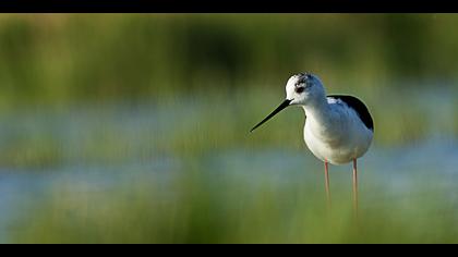 Uzunbacak » Black-winged Stilt » Himantopus himantopus