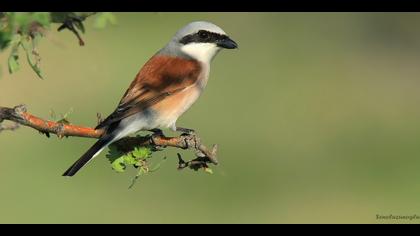 Kızılsırtlı örümcekkuşu » Red-backed Shrike » Lanius collurio