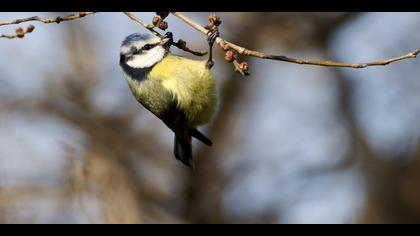 Mavi baştankara » Eurasian Blue Tit » Cyanistes caeruleus