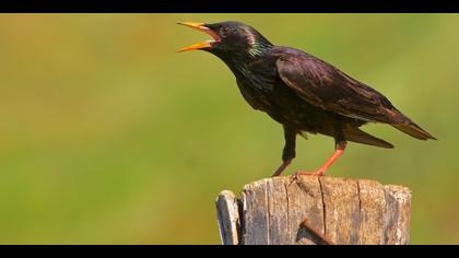 Sığırcık » Common Starling » Sturnus vulgaris