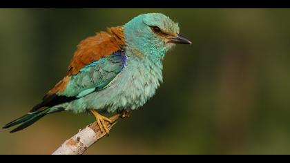 Gökkuzgun » European Roller » Coracias garrulus