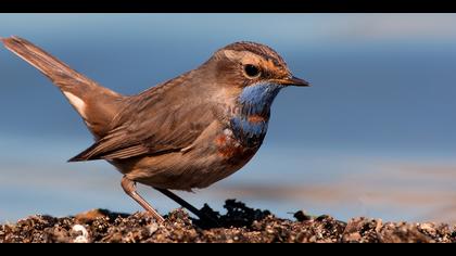 Mavigerdan » Bluethroat » Luscinia svecica