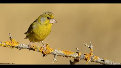 Florya » European Greenfinch » Chloris chloris