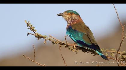 Hint gökkuzgunu » Indian Roller » Coracias benghalensis