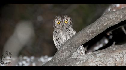 İshakkuşu » Eurasian Scops Owl » Otus scops