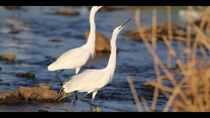 Küçük ak balıkçıl » Little Egret » Egretta garzetta