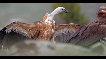 Kızıl akbaba » Griffon Vulture » Gyps fulvus