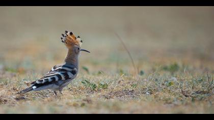 İbibik » Eurasian Hoopoe » Upupa epops