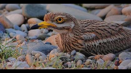 Kocagöz » Eurasian Stone-curlew » Burhinus oedicnemus