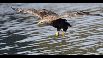 Akkuyruklu kartal » White-tailed Eagle » Haliaeetus albicilla