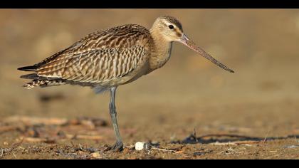 Kıyı çamurçulluğu » Bar-tailed Godwit » Limosa lapponica