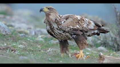 Akkuyruklu kartal » White-tailed Eagle » Haliaeetus albicilla