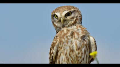 Kukumav » Little Owl » Athene noctua