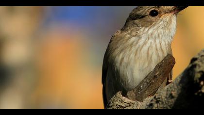 Benekli sinekkapan » Spotted Flycatcher » Muscicapa striata