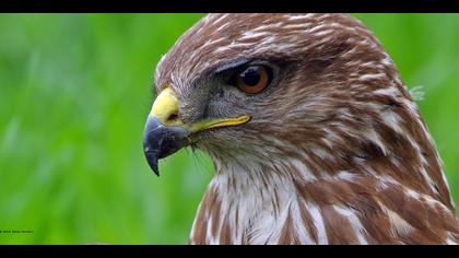 Şahin » Common Buzzard » Buteo buteo