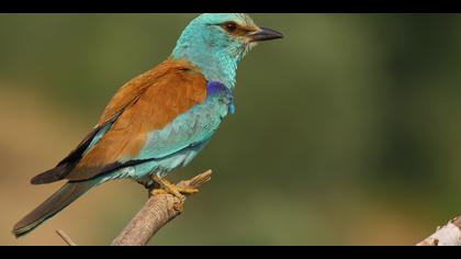 Gökkuzgun » European Roller » Coracias garrulus