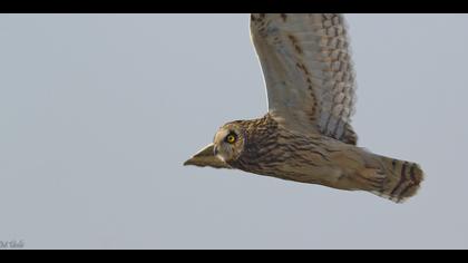 Kır baykuşu » Short-eared Owl » Asio flammeus