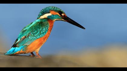 Yalıçapkını » Common Kingfisher » Alcedo atthis