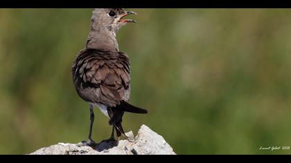 Bataklıkkırlangıcı » Collared Pratincole » Glareola pratincola