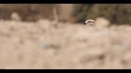 Kızıl şahin » Long-legged Buzzard » Buteo rufinus