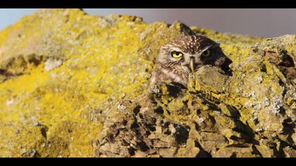 Kukumav » Little Owl » Athene noctua