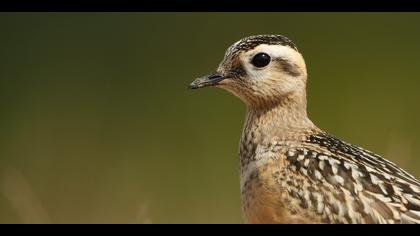 Dağ cılıbıtı » Eurasian Dotterel » Charadrius morinellus