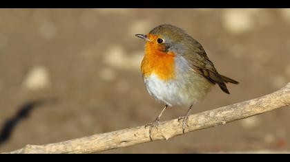 Kızılgerdan » European Robin » Erithacus rubecula