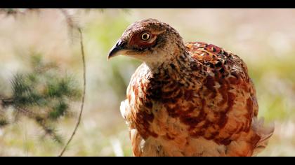 Sülün » Common Pheasant » Phasianus colchicus