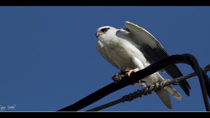 Ak çaylak » Black-winged Kite » Elanus caeruleus