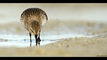 Karakarınlı kumkuşu » Dunlin » Calidris alpina