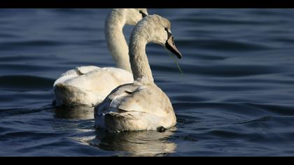 Kuğu » Mute Swan » Cygnus olor