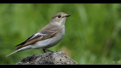 Halkalı sinekkapan » Collared Flycatcher » Ficedula albicollis