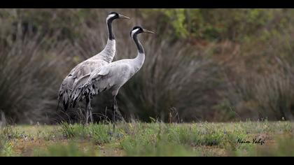 Turna » Common Crane » Grus grus