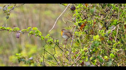 Kızılgerdan » European Robin » Erithacus rubecula