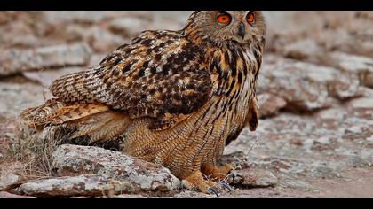 Puhu » Eurasian Eagle-Owl » Bubo bubo