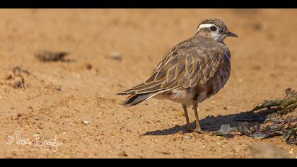 Dağ cılıbıtı » Eurasian Dotterel » Charadrius morinellus