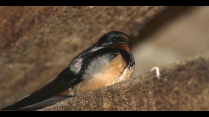 Kır kırlangıcı » Barn Swallow » Hirundo rustica