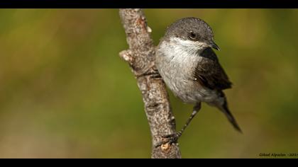 Küçük akgerdanlı ötleğen » Lesser Whitethroat » Sylvia curruca