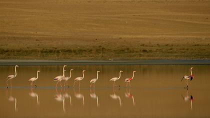 Flamingo