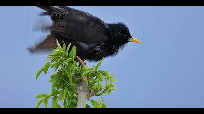 Sığırcık » Common Starling » Sturnus vulgaris