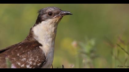 Tepeli guguk » Great Spotted Cuckoo » Clamator glandarius