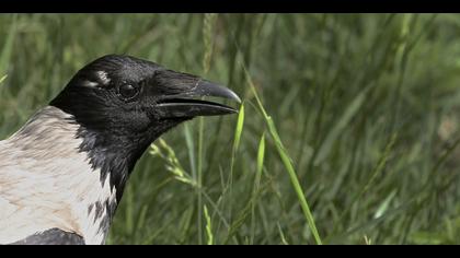 Leş kargası » Hooded Crow » Corvus cornix