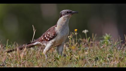 Tepeli guguk » Great Spotted Cuckoo » Clamator glandarius