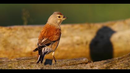 Ketenkuşu » Common Linnet » Linaria cannabina