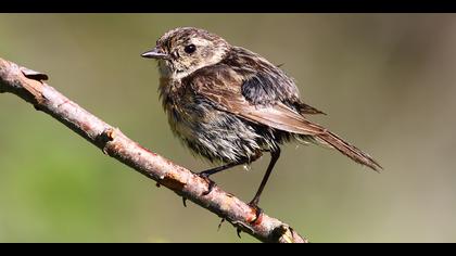 Taşkuşu » European Stonechat » Saxicola rubicola